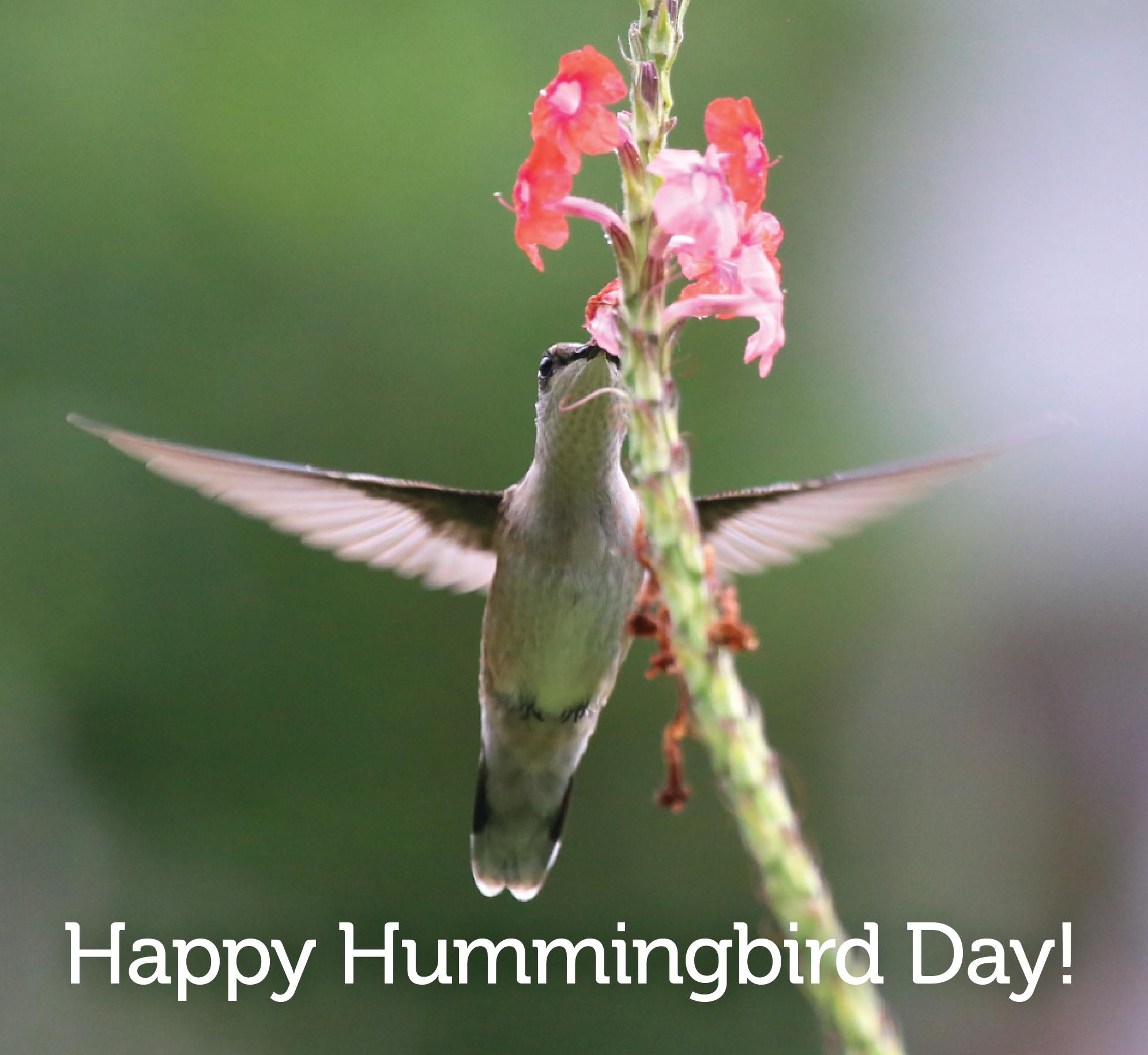 Колибри дыши колибри песня. День Колибри (National Hummingbird Day). Колибри размер. Колибри и цветы фото. Колибри и человек.